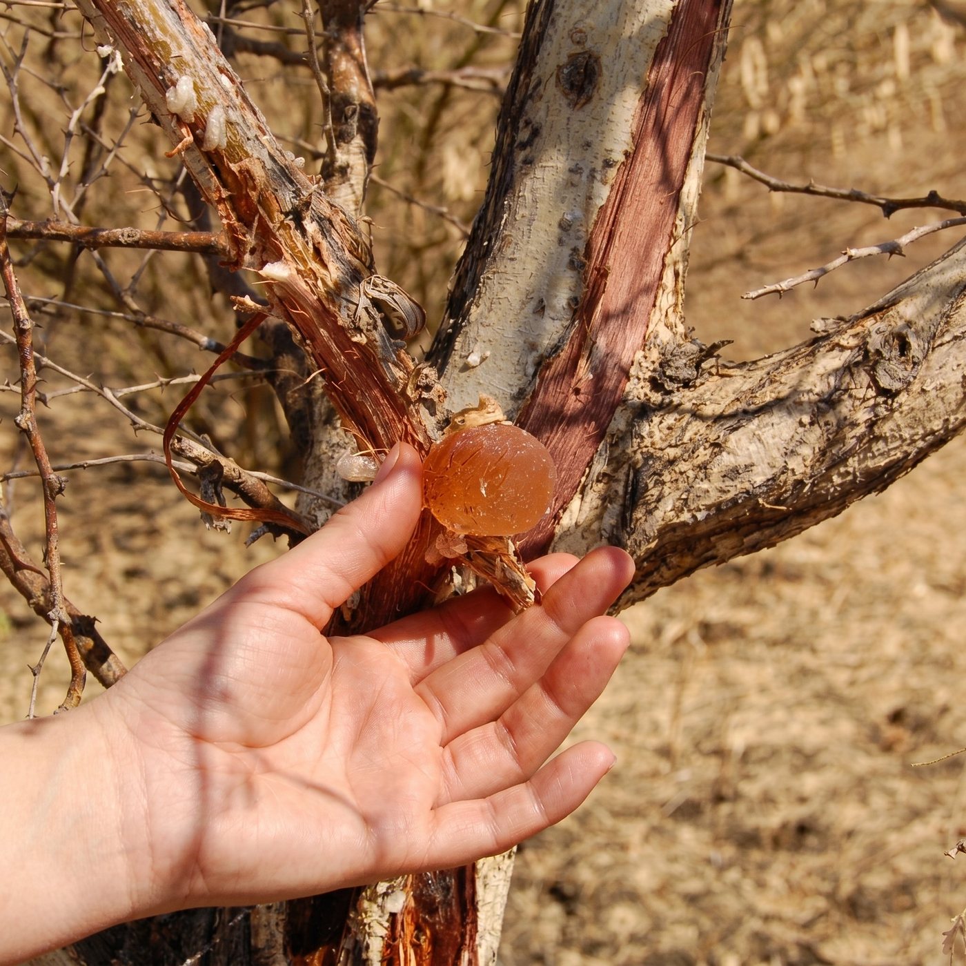 A hand holding a fresh gum tear at the tree