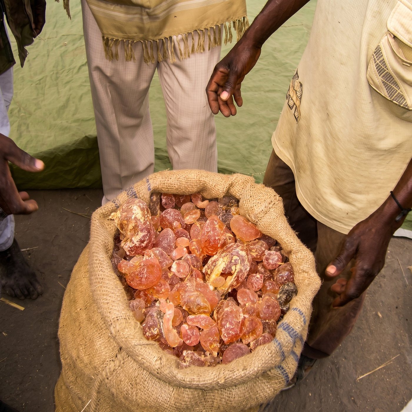 Raw gum in a jute sack at an in-field collection point