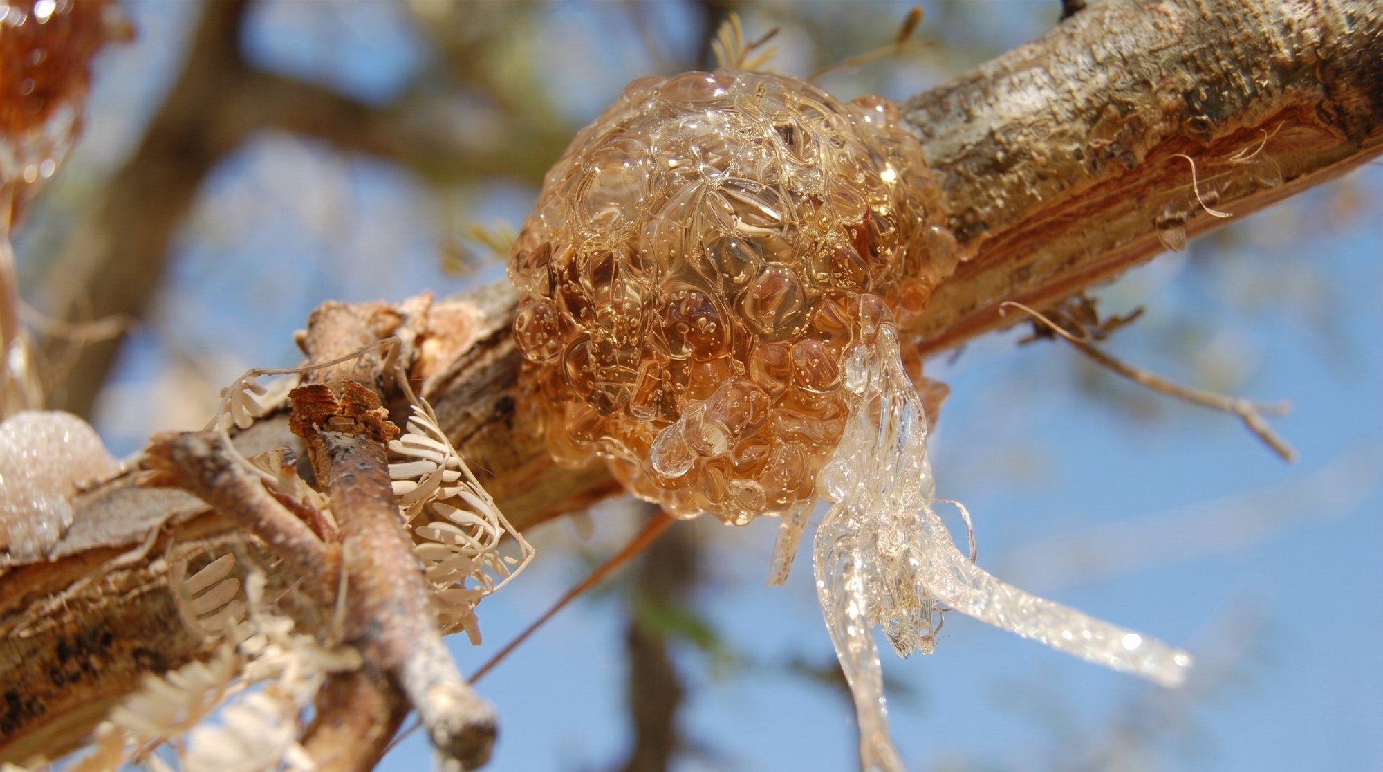 Translucent amber gum arabic nodule on a tapped acacia branch, Sudanese gum belt